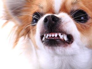 Hilfe, ich habe einen Problemhund!