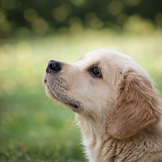 Hund im Alltag, Hundebetreuung und Hundeschule in Walenstadt, Madlyn Drogoin