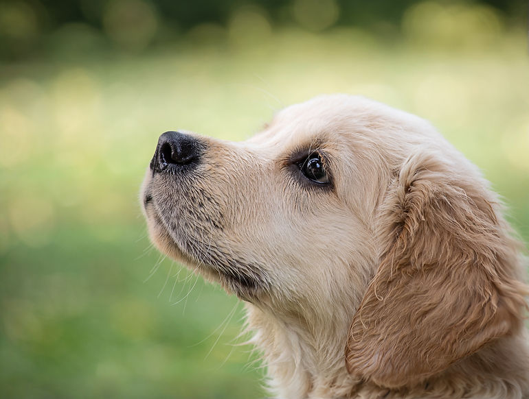 Cute Puppy_edited_edited.jpg