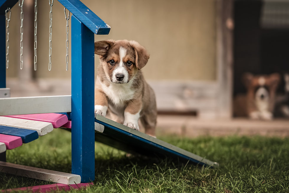 Corginique Boomer