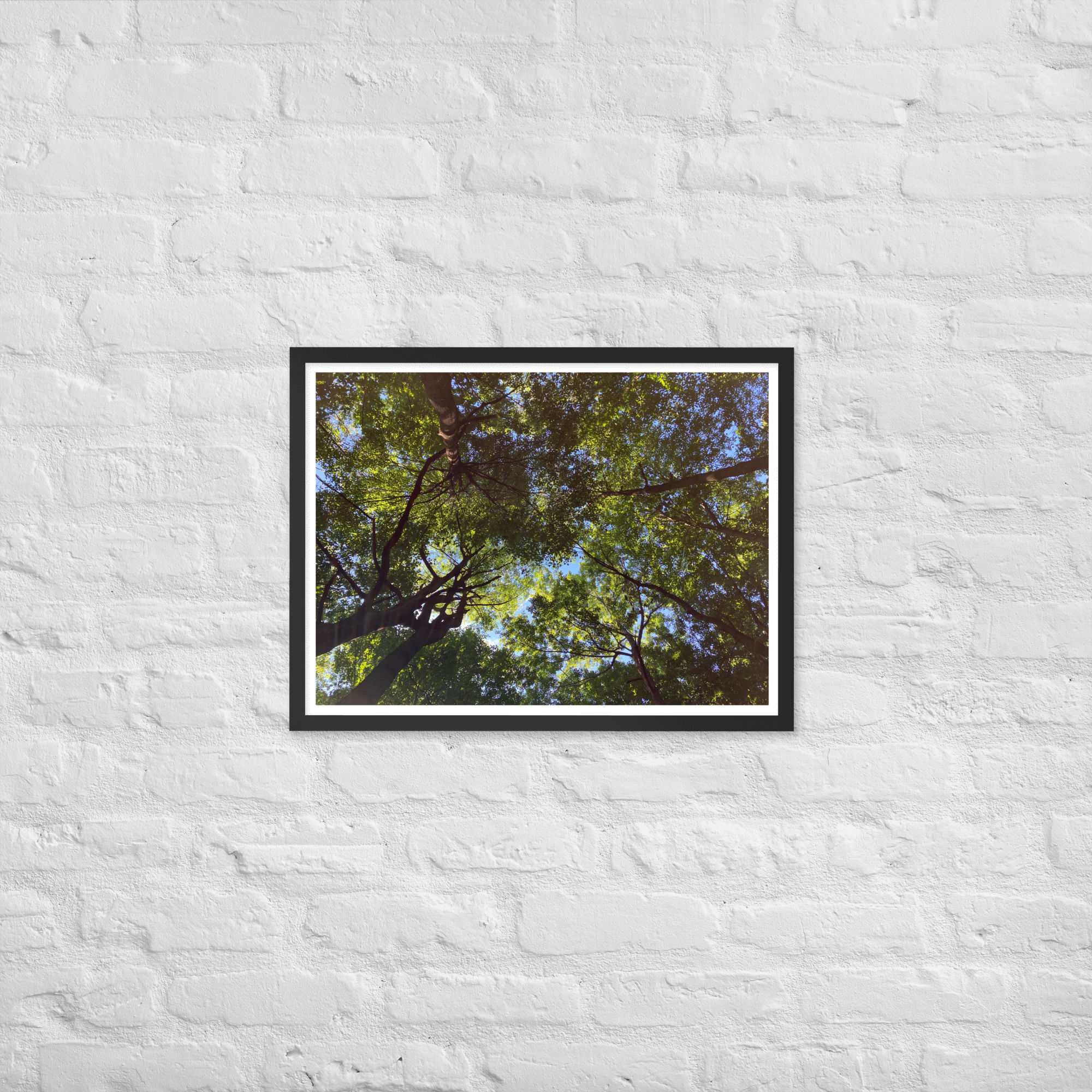 Canopy II: Framed poster