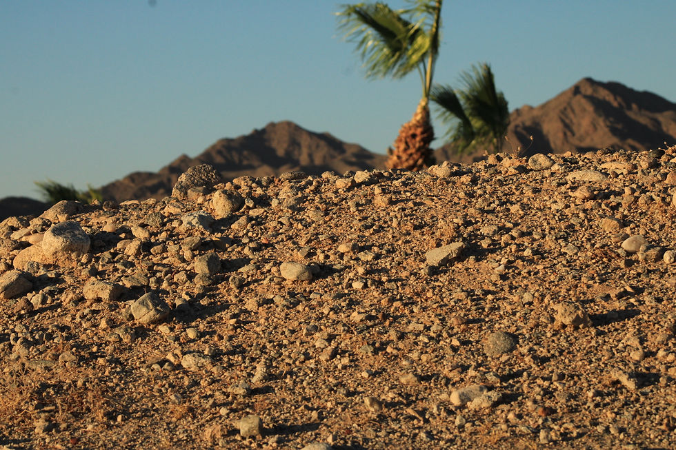 Palm Tree Perspective