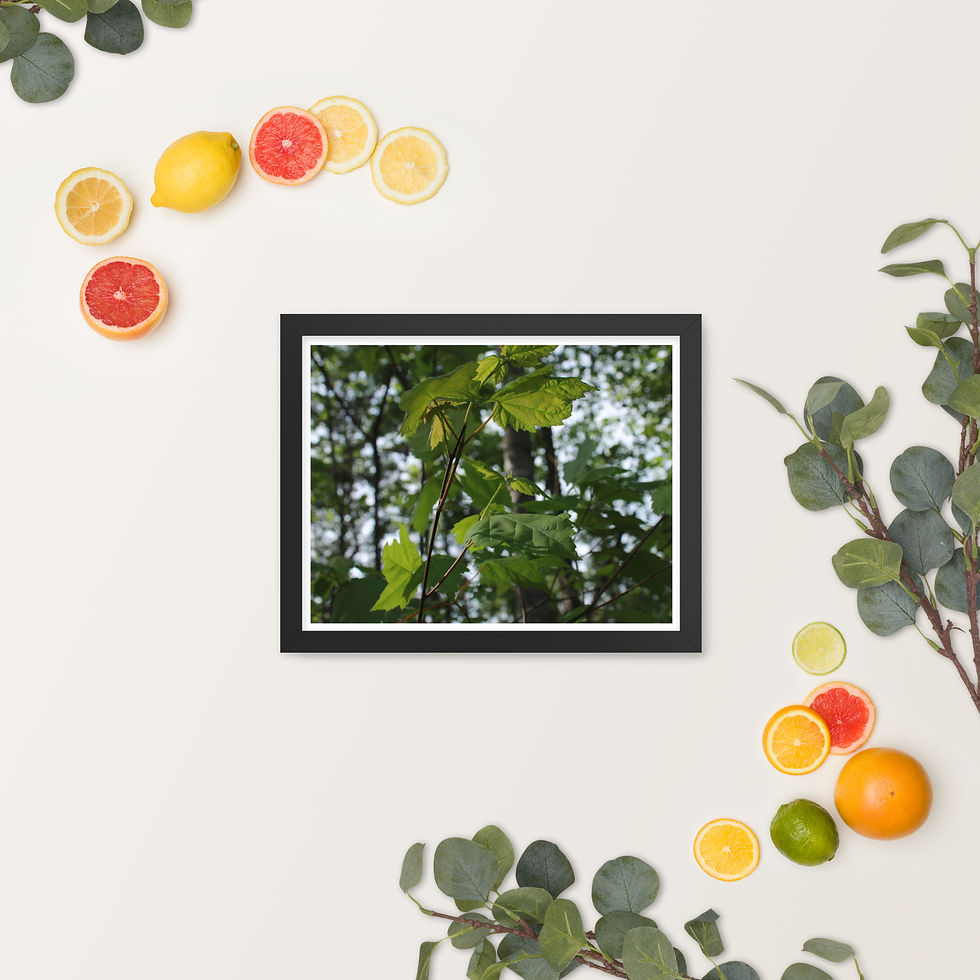 Thumbnail: Baby Tree I: Framed Poster