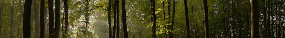 dark trees.jpg