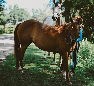Horsemanship_WS.jpg