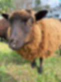 a close up of a golden brown shetland sheep looking into the camera