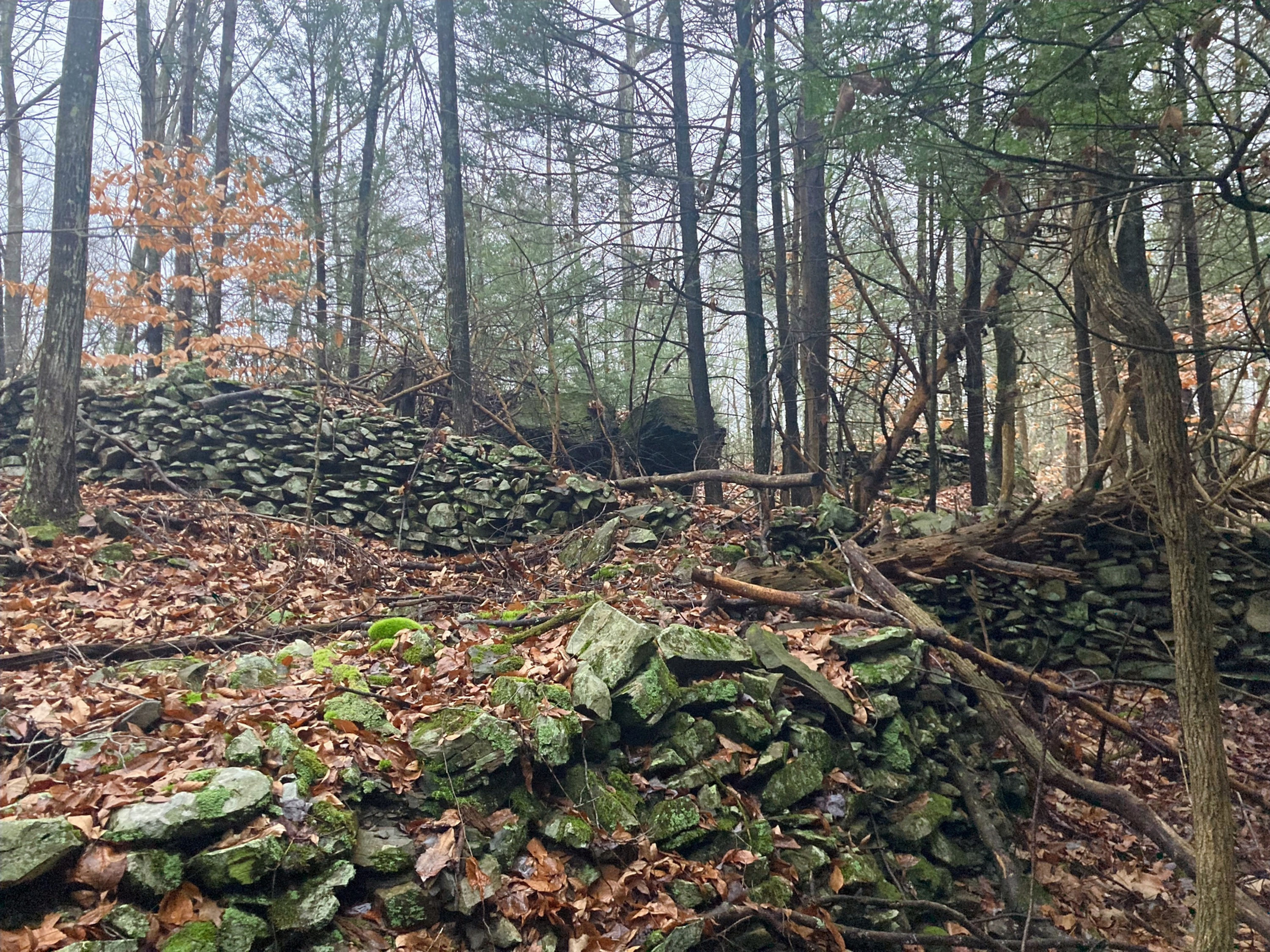 stone walls in the woods, fall leaves on the ground, a tree stand near the stone wall