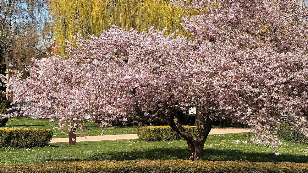 donau-ambulant-donaueschingen-pflegedienst-fruehling-website.jpg