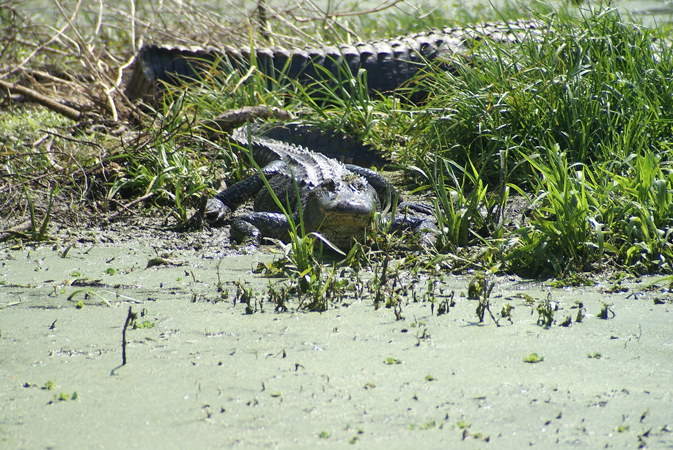 Brazos Bend Park