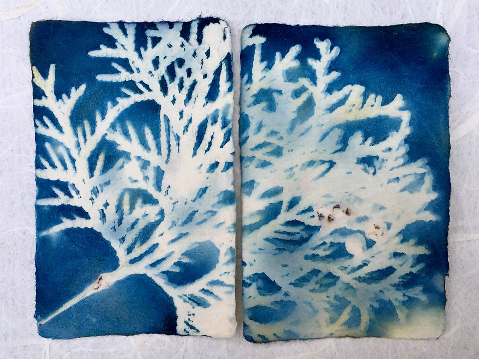 cedar leaves