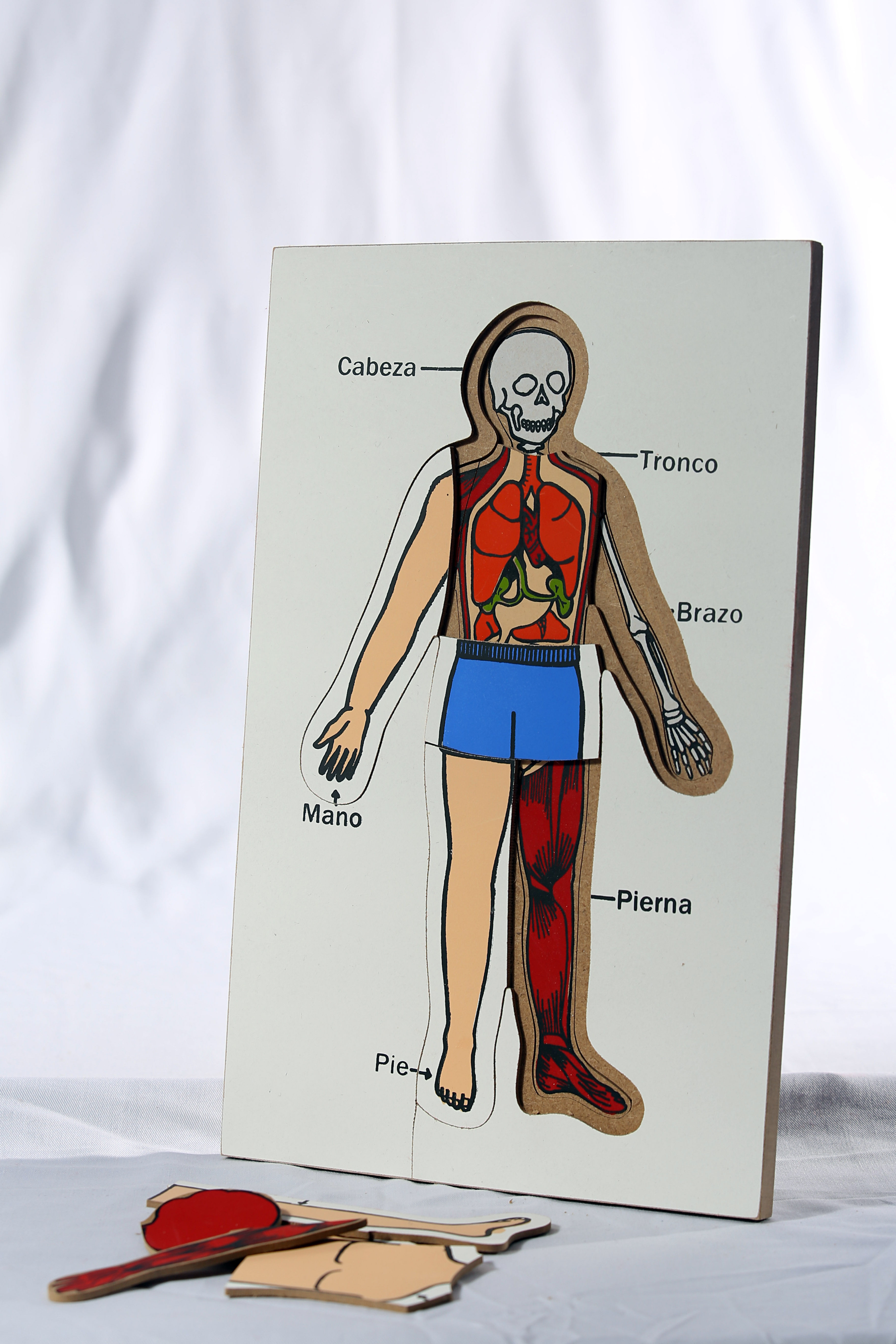 ME5 Rompecabezas del cuerpo humano