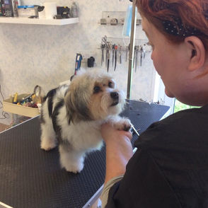 Dog grooming training