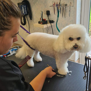Dog getting groomed