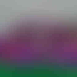 Áine’s Handmade Chocolate