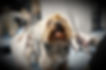 Image of dog getting fur trimmed