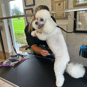 Dog grooming training