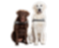 Wagtails Dog Grooming