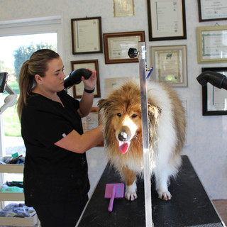 Dog grooming training