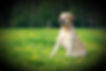 Image of dog sitting outside