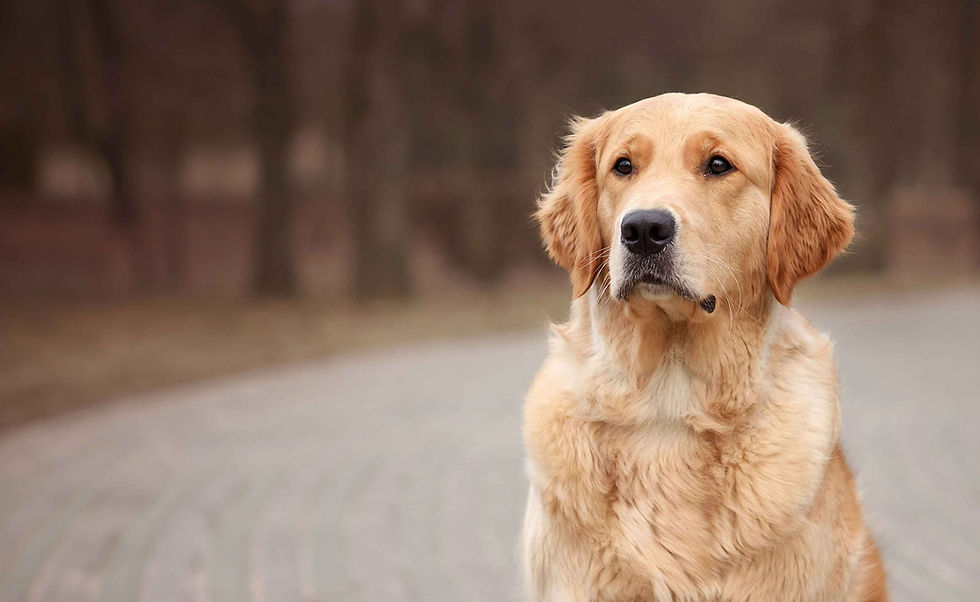 Wagtails Dog Grooming