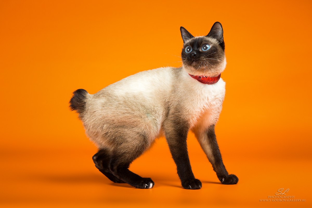 Скиф Тай Дон Кошка Купить