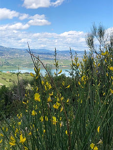 the nature near the beach