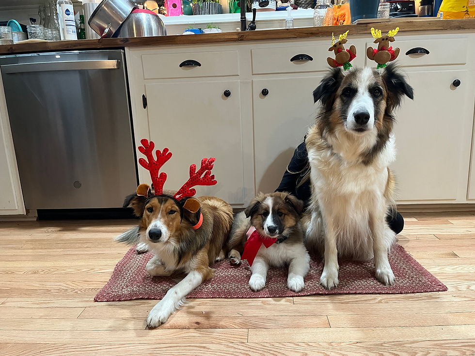 Merry Christmas from Brambly Mountain!