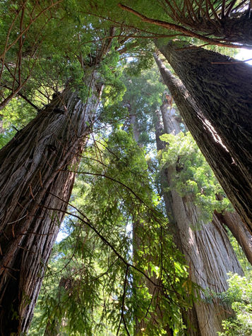 Tuesday, June 20th: The Redwoods