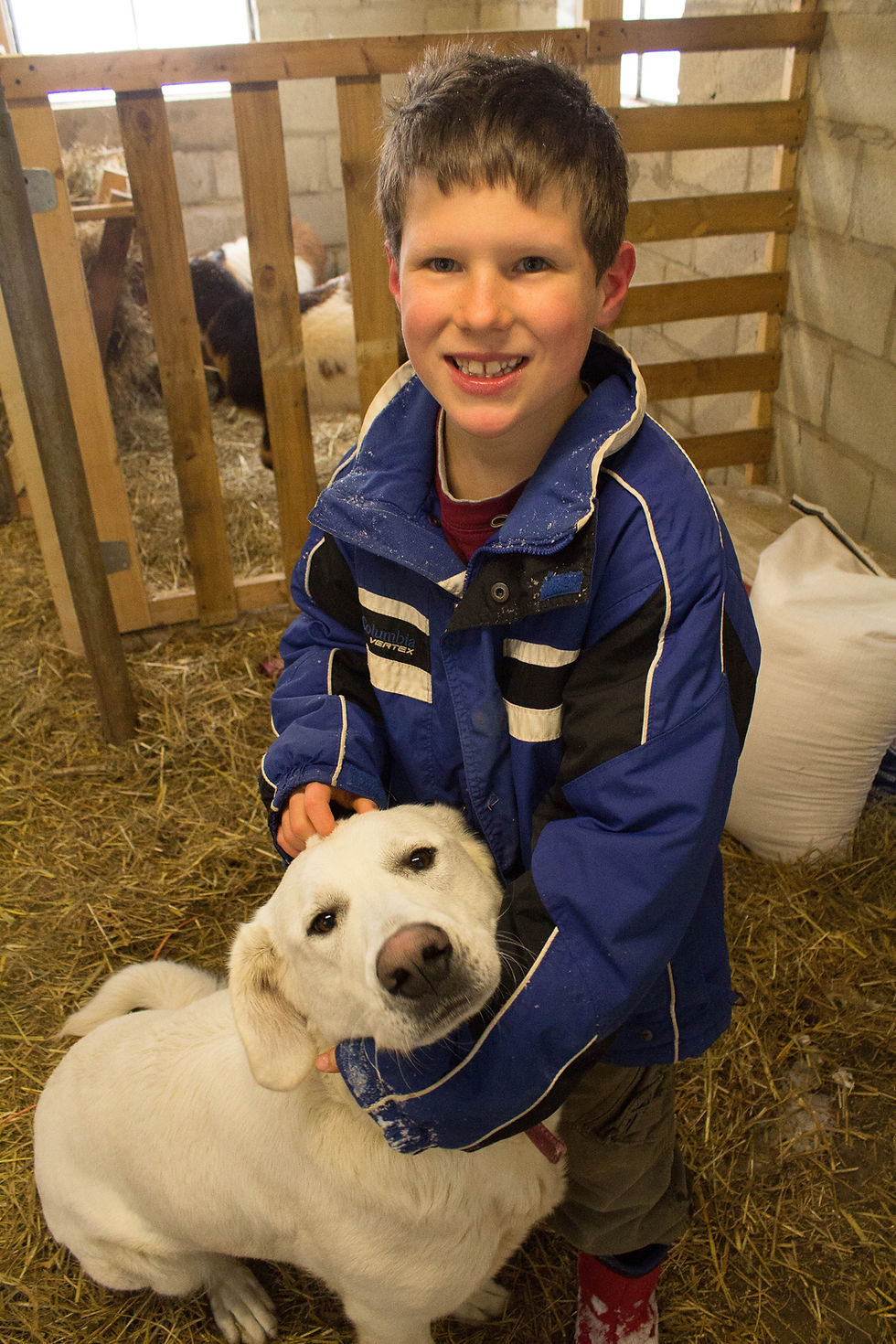 Our OTSC Story Part 3 Time To Buy A Dog our-otsc-story-part-3-time-to-buy-a-dog
