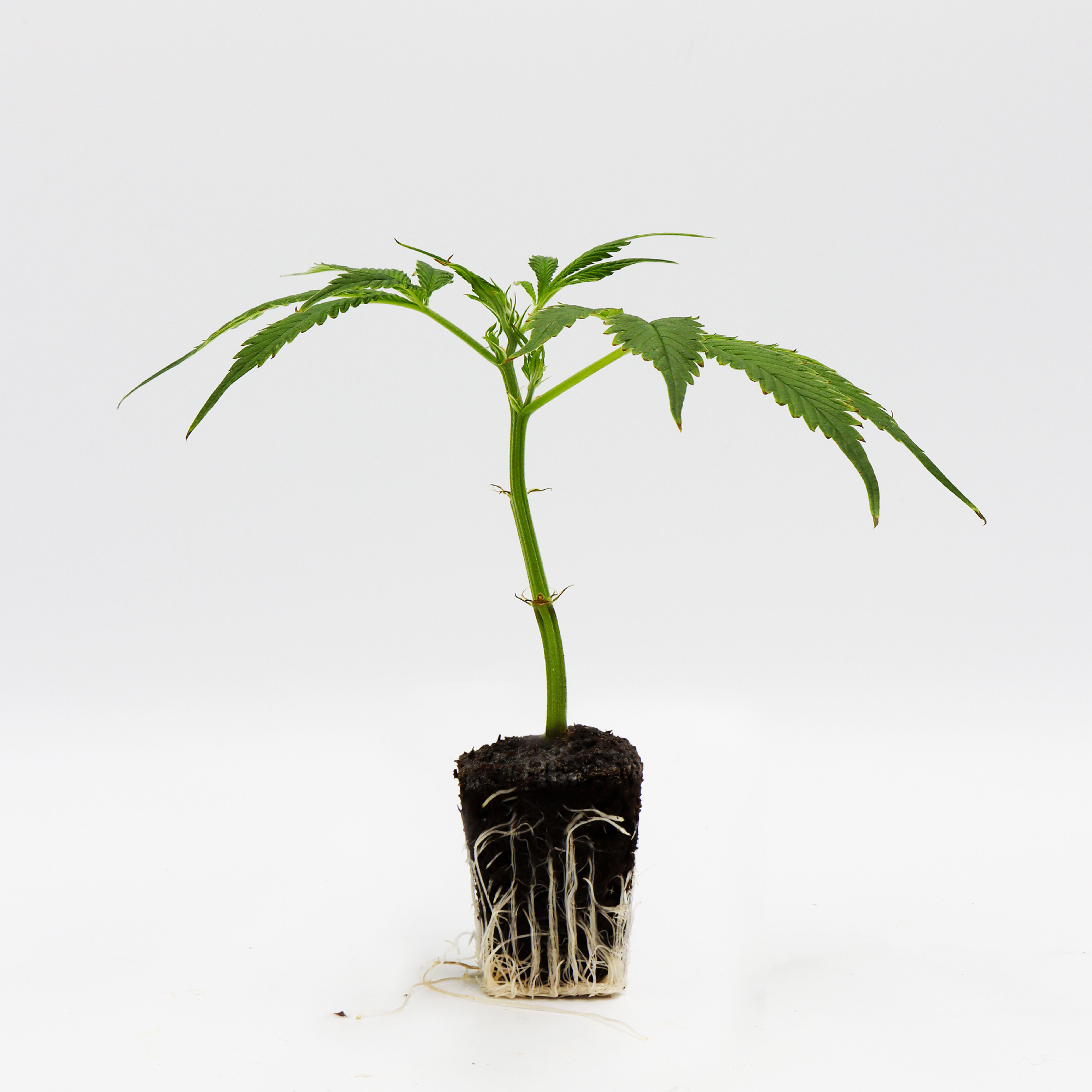 Vanilla Bean Strain Indica Clones from Oklahoma