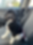 Schwarz-weißer Hund sitzt im Auto auf dem Beifahrersitz und schaut freundlich.