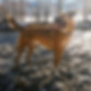Dog wandering around the garden