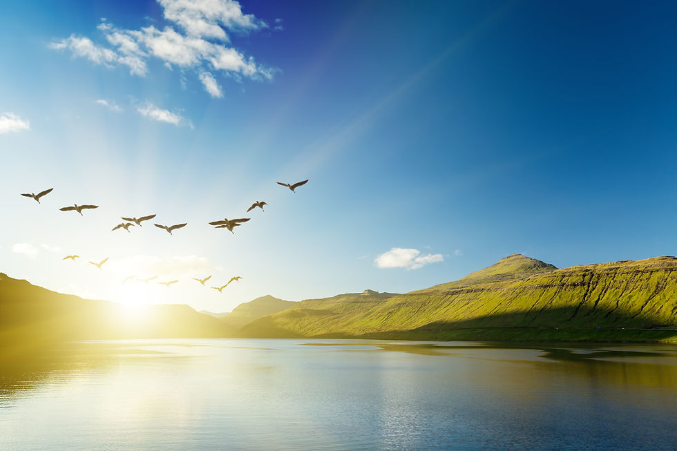 Oiseaux volant au coucher du soleil sur un lac