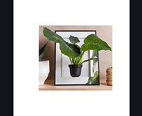peace lilly