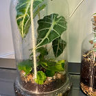 terrarium