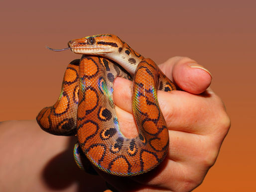 La batalla del 21 (2 de 5). El adversario reptante