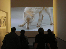 CORONA DE FUEGO Avatares de la transformación (2a. de 8)