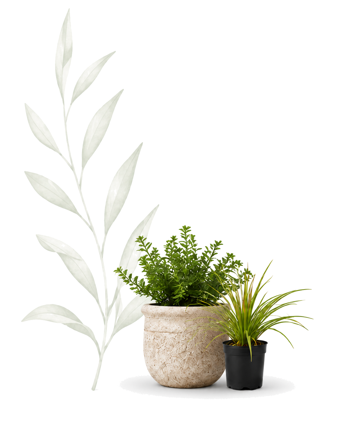 Looking for plants image.png