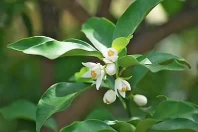 satsumi lemon tree