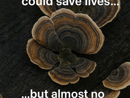 Turkey Tail and the War on Cancer: What the World Should Know