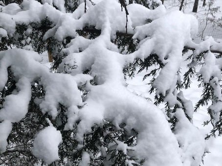 Porch Swing Farms Day 2/17