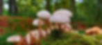 shroom.jpg