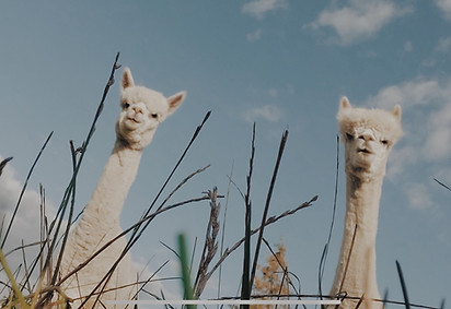 Two Alpacas