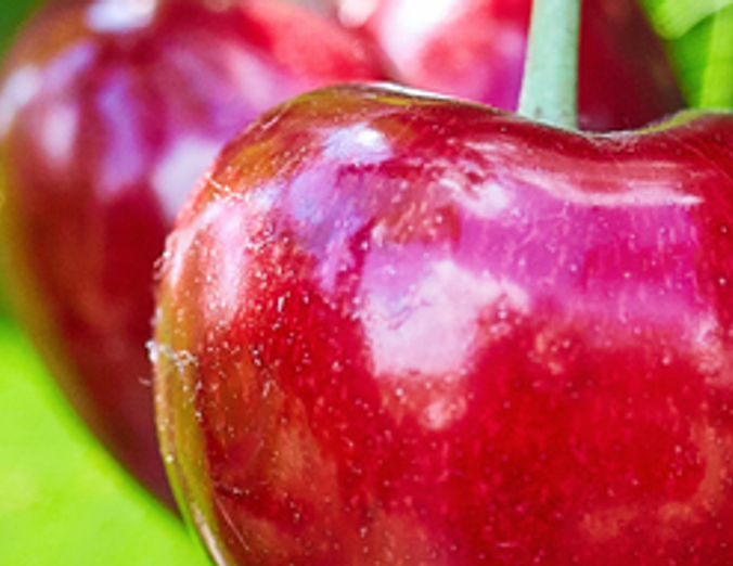 cherry-tree-with-ripe-cherries.jpg