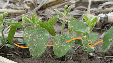 Nutrient Management and Disease Resistance: Unveiling the Hidden Connections Through Data Analytics