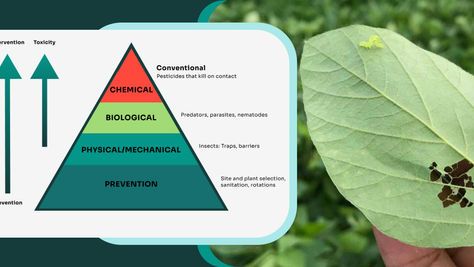 IPM Programs: Best of the Pest Prevention Measures
