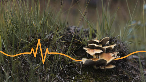 The importance of microbial amendments: How to increase overall crop resilience