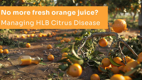 Orange Juice in Danger: The Threat of HLB Disease