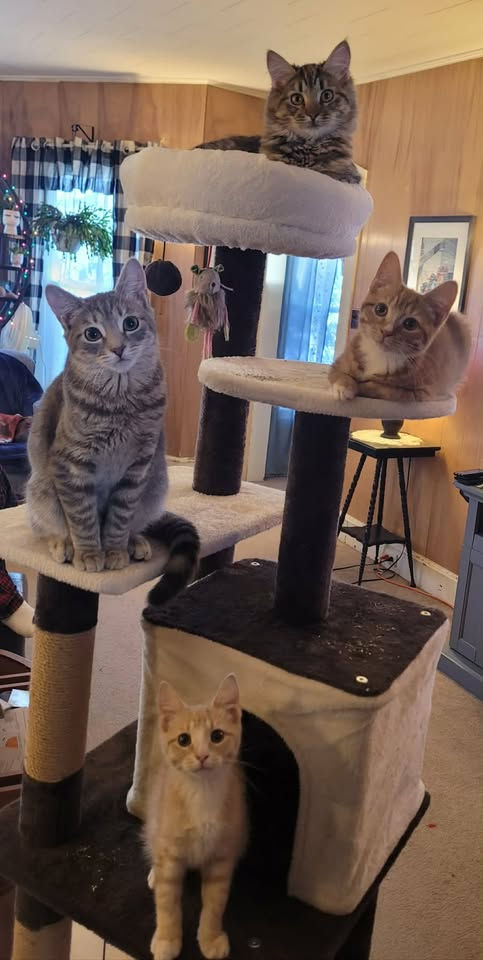 Four adorable cats relax and explore their multi-level cat tree, each perched comfortably in their favorite spot.