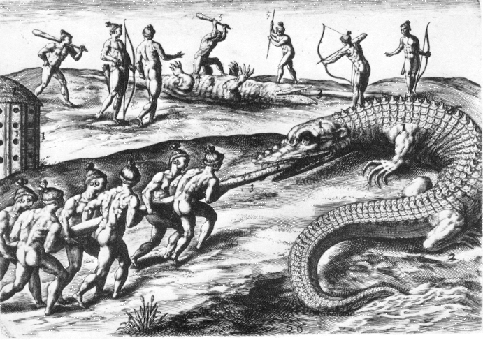 Alligator and the Timucua